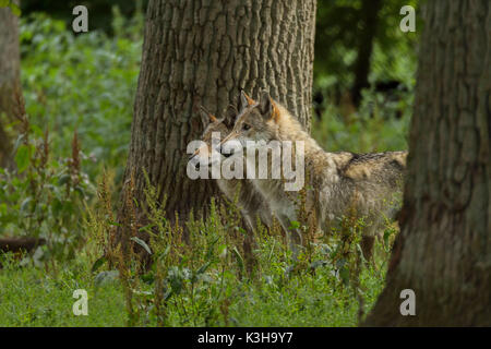 Europeo di Lupo grigio, Canis lupus lupus, due lupi, Germania Foto Stock