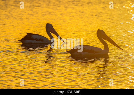 Australian Pelican, Pelecanus conspicillatus, due uccelli, al tramonto, Rockhampton, Queensland, Australia Foto Stock