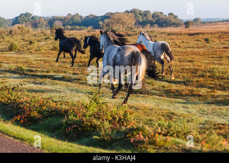 Inghilterra, Hampshire, Nuova Foresta cavalli al galoppo Foto Stock