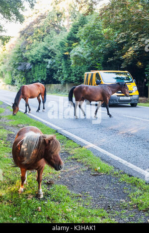 Inghilterra, Hampshire, New Forest, pony camminando sulla strada Foto Stock