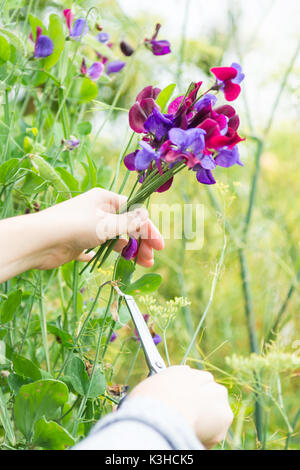 Raccolta di piselli dolci di pisello dolce posy giardino Foto Stock