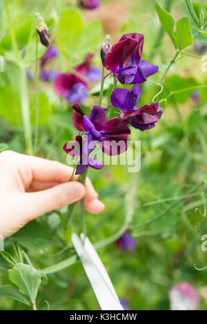 Raccolta di piselli dolci di pisello dolce posy giardino Foto Stock