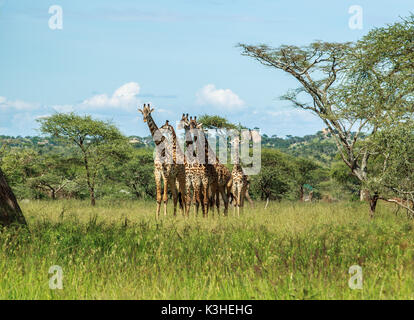 Una mandria di Masai Giraffe nel Serengeti Foto Stock