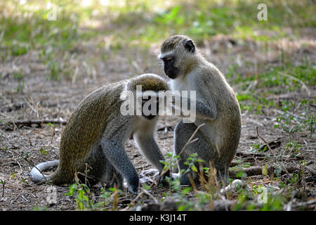 Un paio di scimmie Vervet, Chlorocebus pygerythrus, toelettatura in natura in Africa Foto Stock