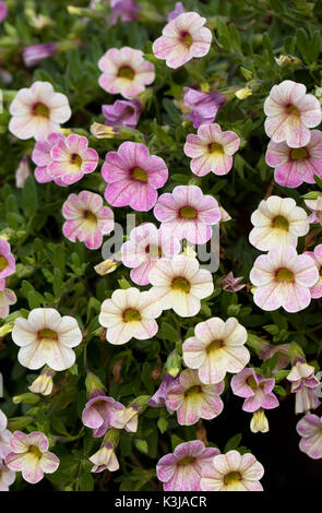 Calibrachoa (chameleon passione rosa) 'wescachapipa' Fiori. estate lettiera vegetale. Foto Stock