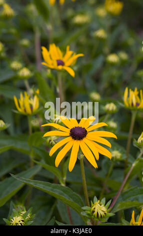 Rudbeckia fulgida var. Deamii in un confine erbacee. Foto Stock