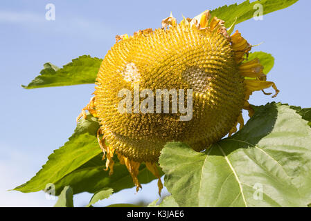 Helianthus annuus. Girasole grande andato a seme. Foto Stock