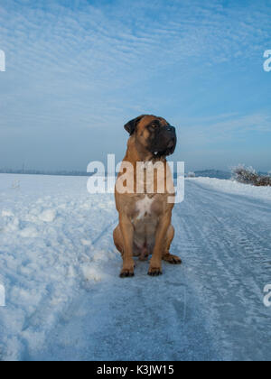 La temperatura dell'aria più di venticinque gradi sotto zero. Closeup ritratto di cane di razza rara South African Boerboel. South African Mastiff. Foto Stock