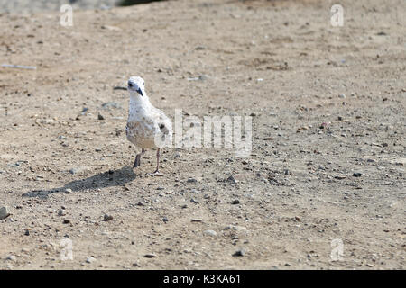 Durante il nostro lancio rompere il nostro amato seagull è venuto ad unirsi a noi Foto Stock