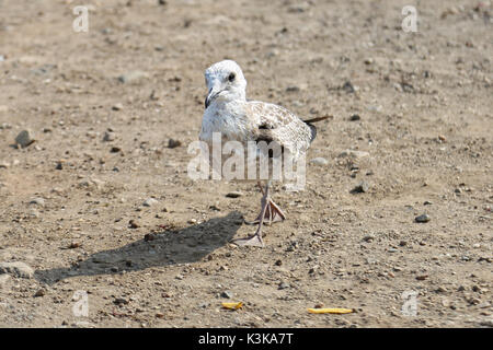 Durante il nostro lancio rompere il nostro amato seagull è venuto ad unirsi a noi Foto Stock