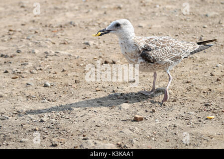 Durante il nostro lancio rompere il nostro amato seagull è venuto ad unirsi a noi Foto Stock