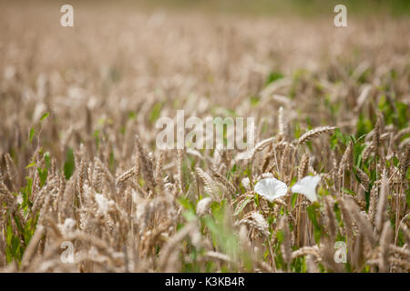Fiore di papavero nel campo di grano, slovenia Foto Stock
