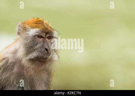 Makak sembra perso nel pensiero, Gunung Leuser national park, Indonesia. Foto Stock