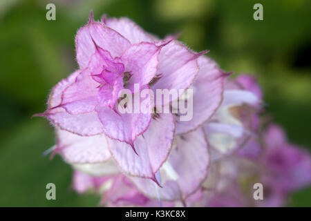 Salvia sclarea una vecchia ha cantato con un forte odore e meravigliosi colori lilla era in passato un medicin per diverse malattie, per esempio st Foto Stock