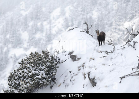Il camoscio su una coperta di neve sporgenza al di sotto del vertice dell'Herzogstand. Foto Stock