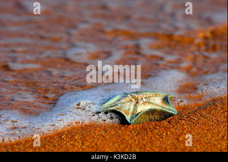 Una stella di mare golenali sulla spiaggia si trova nella schiuma di una onda in sabbia fine. Foto Stock