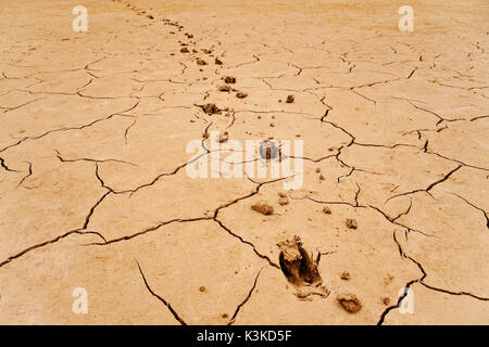 Le tracce di un cervo nel riarsa terriccio. Foto Stock