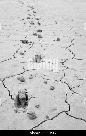 Tracce di cervi nel fango di arida lakeside. Foto Stock