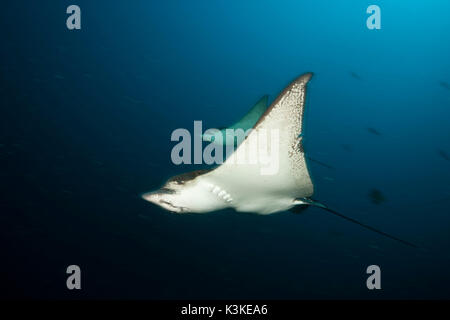 Raggio di aquila chiazzato, Aetobatus narinari, South Male Atoll, Maldive Foto Stock