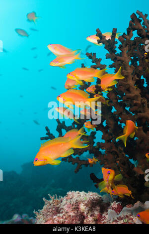 Lyretail Anthias sulla barriera corallina, Pseudanthias squamipinnis, South Male Atoll, Maldive Foto Stock