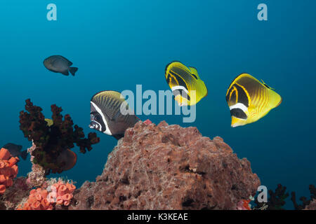 Racoon, Butterflyfish Chaetodon lunula, Felidhu Atoll, Maldive Foto Stock