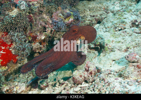 Common Reef Octopus, Octopus cyanea, Felidhu Atoll, Maldive Foto Stock