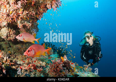 Scuba Diver al Coral Reef, Felidhu Atoll, Maldive Foto Stock