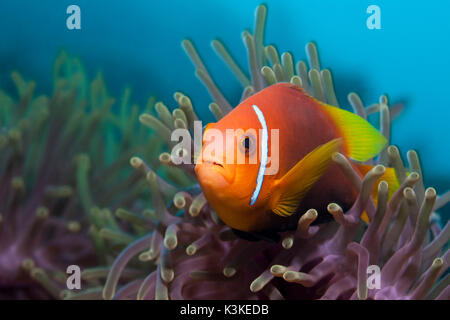 Maldive, Anemonefish Amphiprion nigripes, Felidhu Atoll, Maldive Foto Stock