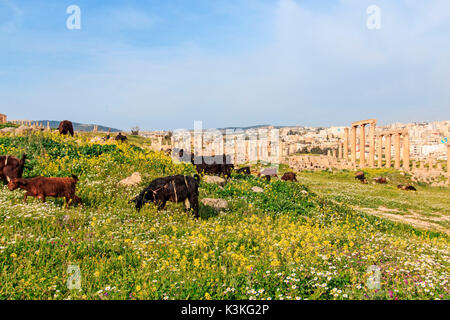 I ruderi di antiche Jerash, la città greco-romana di Gerasa in Giordania moderna Foto Stock