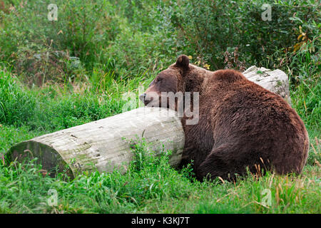 Un orso grizzly dormire su un log in Alaska Foto Stock