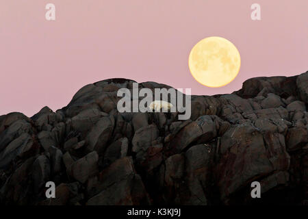 Un orso polare dorme sotto la luna piena nella parte orientale di Svalbard, kvitoya isola Foto Stock