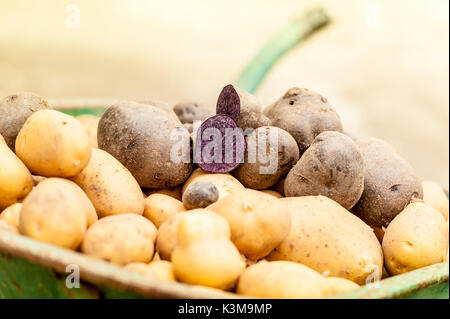 Patate, verdura, raccolto, produrre, azienda agricola Foto Stock