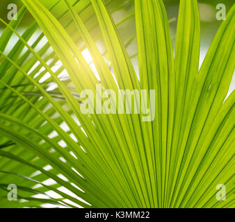 Borassus flabellifer,Sugar Palm, Palm cambogiano isolati su sfondo bianco Foto Stock