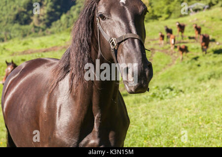 Salet, centro di selezione equestre, Sedico, Veneto. Maremmani cavalli al galoppo Foto Stock