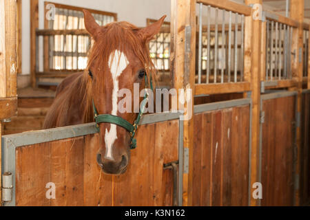 Salet, centro di selezione equestre, Sedico, Veneto. Cavallo maremmano nella casella Foto Stock