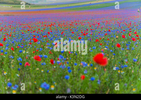 In fiore nel Piano Grande di Castelluccio di Norcia, Monti Sibillini NP, Umbria, Italia Foto Stock