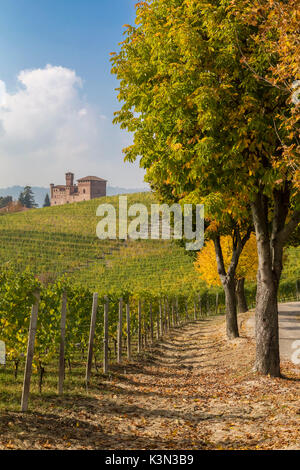 Fila di alberi vicino al castello di Grinzane Cavour, Langhe, Distretto di Cuneo, Piemonte, Italia. Foto Stock