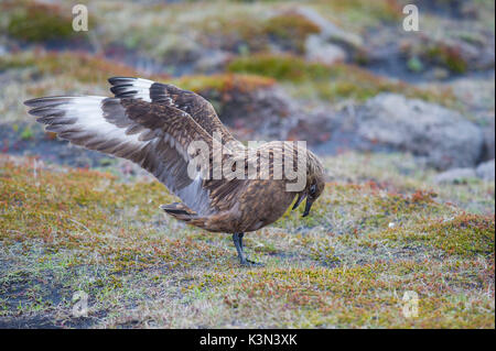 Ingolfshofdi, sud dell'Islanda. Grande skua. Foto Stock