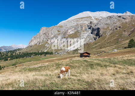 Alpe di Siusi / Seiser Alm, Dolomiti, Alto Adige, Italia. Pascoli dell Alpe di Siusi Foto Stock