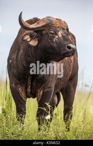 African buffalo bull ritratto preso in del Murchison Falls National Park, Uganda Foto Stock