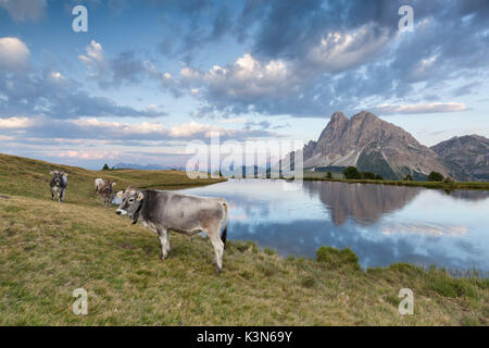 L'Europa, Italia, Alto Adige, Bolzano. Le mucche al pascolo vicino al lago Wackerer, sullo sfondo il Sass de Putia e Dolomiti Foto Stock