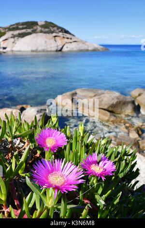 Fiori viola, roks e trnsparent mare, cala dell'Arenella,l'Isola del Giglio, Toscana, Italia Foto Stock