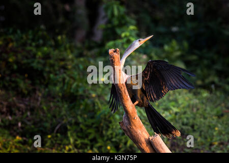 Cormorano asciugando fuori le sue ali nel fiume Cuiabà, vicino a Porto Jofre. Mato Grosso do Sul, Brasile. Foto Stock