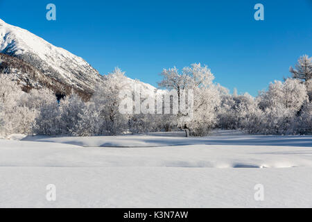 Paesaggio invernale con alberi coperti di brina . Celerina Engadin, Grigioni, Svizzera. Foto Stock