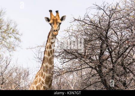 Giraffa e alberi. Il Parco Nazionale di Etosha, regione di Oshikoto, Namibia. Foto Stock