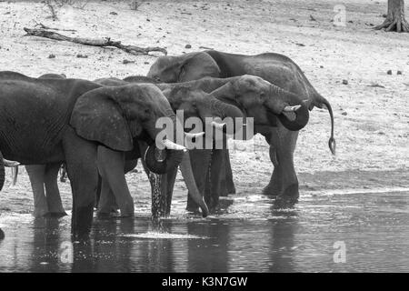 Gli elefanti di bere dal fiume Kwando. Kwando Area Core, Bwabwata National Park, Namibia, Africa. Foto Stock