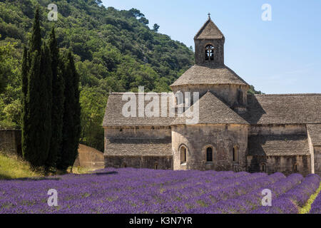 Lavanda raw di fronte all'Abbazia di Sénanque. Gordes, Vaucluse, Provence-Alpes-Côte d'Azur, in Francia, in Europa. Foto Stock