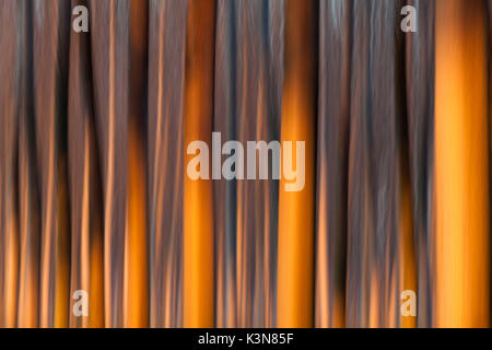 Caselle Landi, provincia di Lodi, Lombardia, Italia. Visione artistica di un bosco di pioppi. Foto Stock