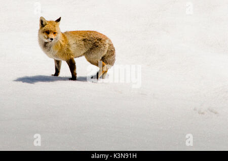 Una volpe nella neve. (Valle Orco, il Parco Nazionale del Gran Paradiso, Piemonte, Italia) Foto Stock