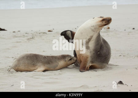 Leoni marini australiani su una spiaggia di Kangaroo Island Foto Stock